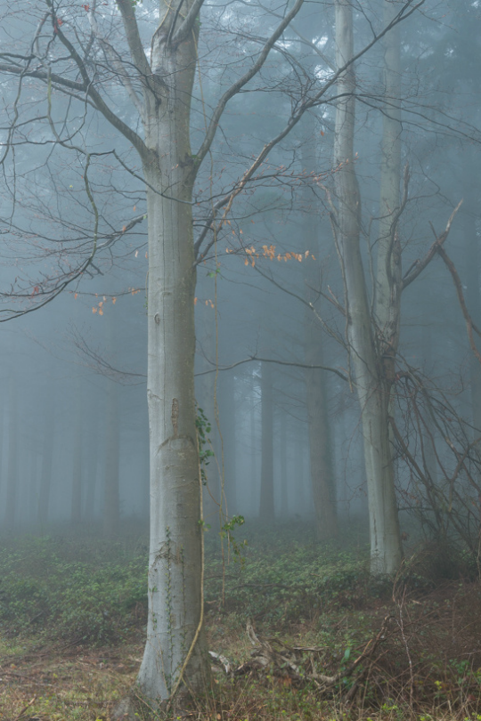 tulipnight:  Mysterious Wood by Roger Voller 