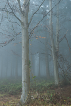 tulipnight:  Mysterious Wood by Roger Voller