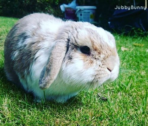 #jubby #bunny #jubbybunny #rabbit #lop #minilop #hollandlop #cute #lapin #kawaii #usagi #petsofinsta