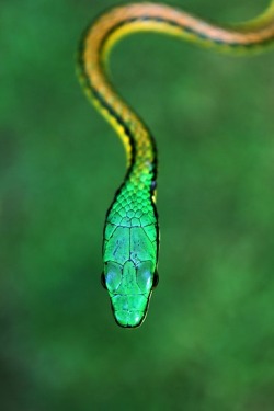 eqiunox:  Bronze-backed Parrot Snake 