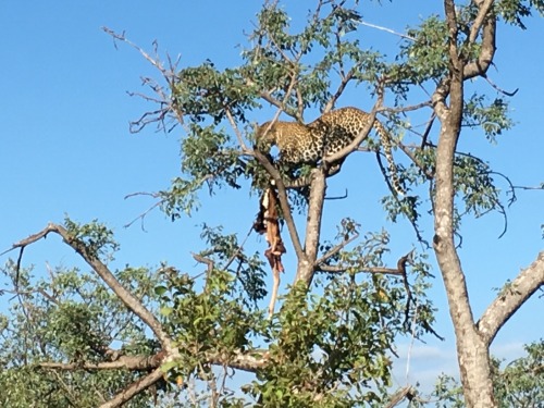 todancewithkings: Leopard with kudu