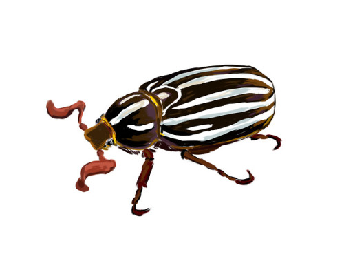 bug-doodles:Ten-lined June beetle (Polyphylla decemlineata) for June ☀️