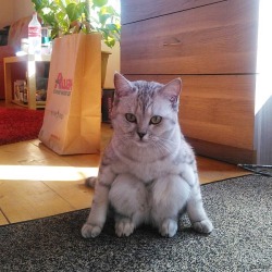 awwww-cute:  I’ve never seen a cat sit like this before. (Source: http://ift.tt/1RF59ch)