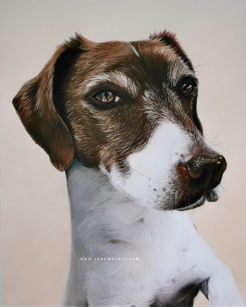 shaymusart:  Finished portrait of Millie, pastel on 18x24cm. I hope you like the end result www.shay
