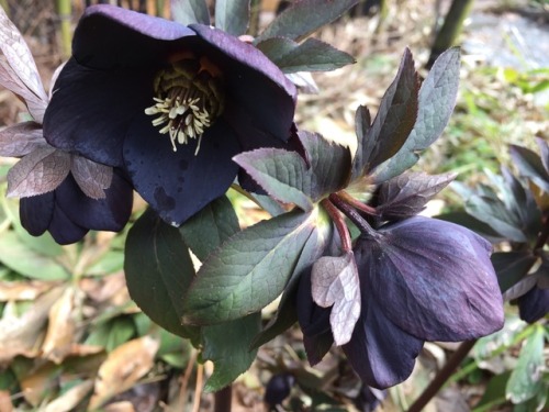 5-and-a-half-acres:Love this purple almost black hellebore.