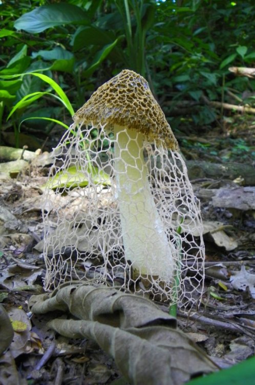 coolthingoftheday:1. Bleeding tooth fungus2. Veiled lady mushroom3. Amethyst deceiver4. Blue fungus5