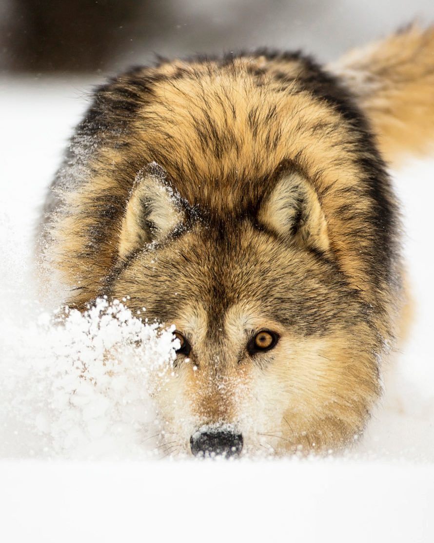 beautiful-wildlife:Wolf by © suhaderbent