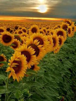 kaleidoscope84:  Campo de girasoles en Argentina National Geographic 