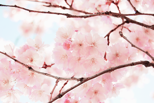 milkpeu:Cherry blossom (by Linda Engström)
