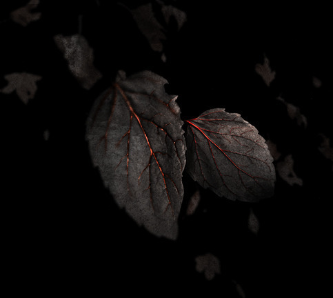 mournful-euphony:  Katatonia’s “Night is the New Day” by Travis Smith