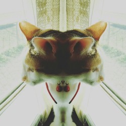 My trippy Kittie