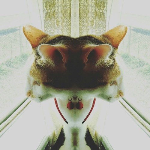 My trippy Kittie