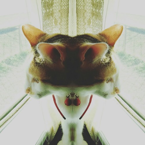 My trippy Kittie porn pictures