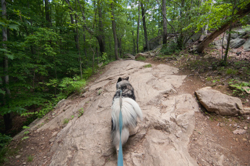 I was lucky enough to have three solid hiking adventures this weekend: Six Mile Run, Ramapo Mountain