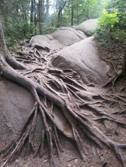 emilouwho22:  Bald Mountain, ADK Beautiful hike yesterday! my pics