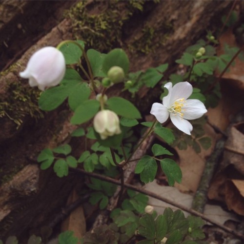 False rue anemone, fairly carpeting the ground in some spots but also so teeny and delicate! 