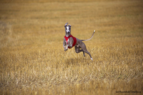 handsomedogs:  Lure Coursing Coursing is the pursuit of game or other animals by dogs—chiefly greyhounds and other sighthounds—catching their prey by speed, running by sight and not by scent. In lure coursing, dogs chase an artificial lure across