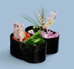 thre3f:  Nekozushi (Cat Sushi) by Tange &amp; Nakimushi Peanuts 