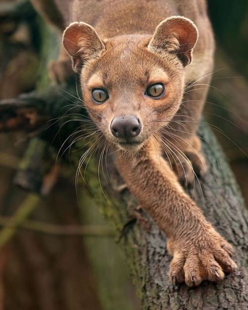 Fossa(Cryptoprocta Ferox), Family Eupleridae, Endemic To Most Of Madagascar (but Not Found In The Central