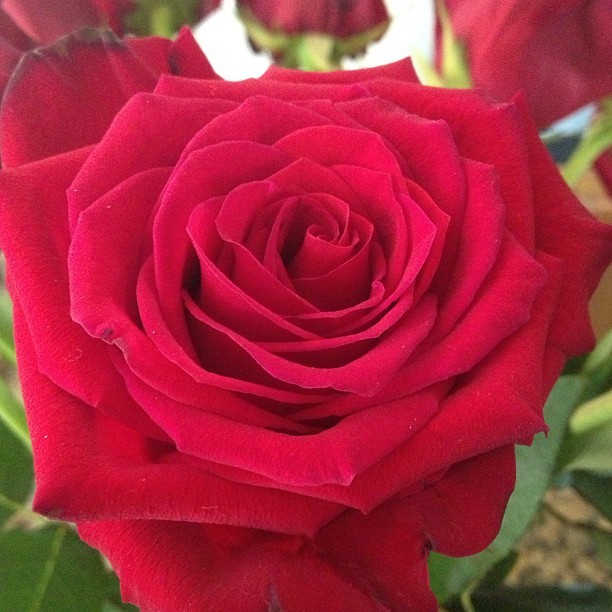 Rose flower 3 #flowers #rose #red #green #pretty