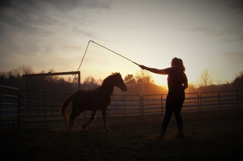 Duncan, Morgan Horse gelding