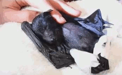 welele:  Preciosas ratas voladoras