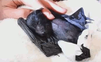 welele:  Preciosas ratas voladoras