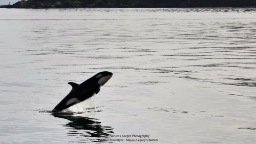 arlluk: Holy shit, I think J50 is trying to sprout wings and fly away!! Photos by Nature’s Keeper Ph