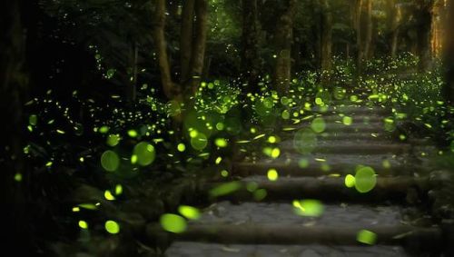 mothernaturenetwork:How to attract fireflies to your backyardFireflies are like Mother Nature’s fair