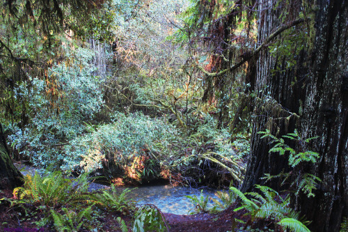 bright-witch: Redwood Forest, California, December 2015, film photography by me. Please do not remov