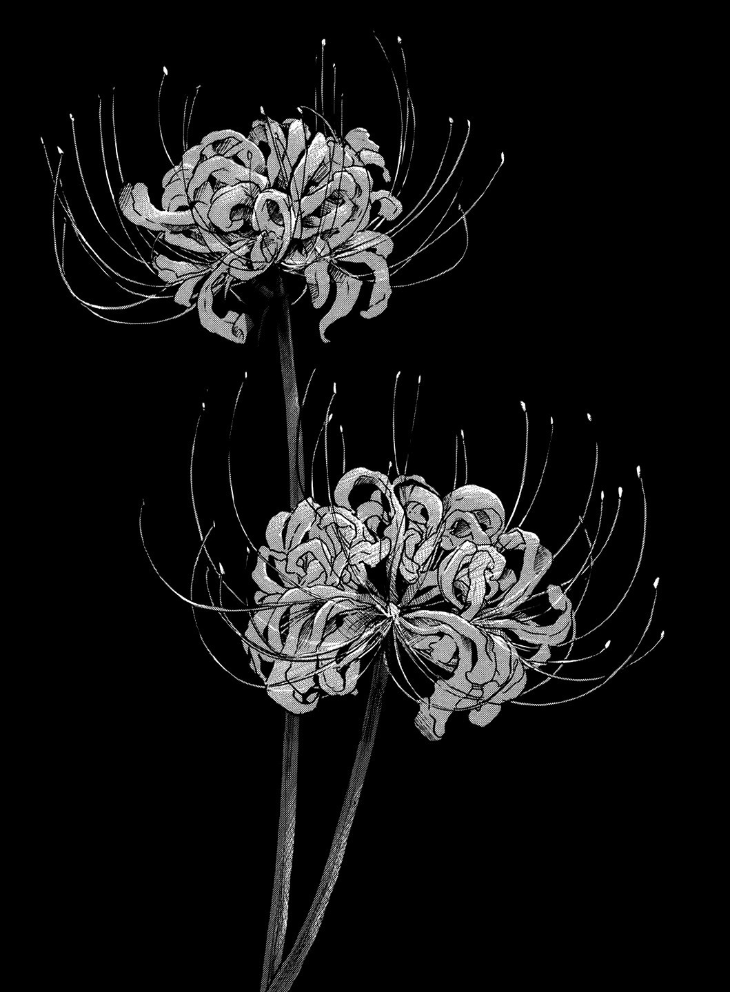 Blue Spider Lily Explore Tumblr Posts And Blogs Tumgir Blue Spider Lily Explore Tumblr Posts And Blogs Tumgir
