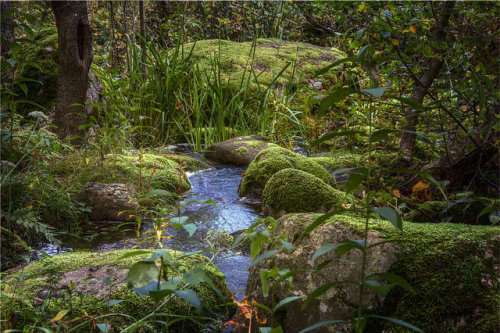 Small stream by naggobot on Flickr.Meandering stream a place for fairies to play moss covered dance 