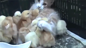 thefingerfuckingfemalefury:  “My weird babies are such good cats Weird yellow cats