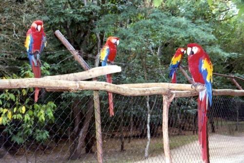 Loros coloridos, Parque Nacional de Copán, Honduras, 2002.