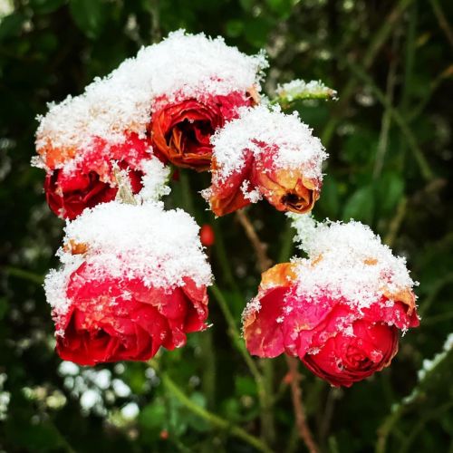 #snowroses #inbloom #gardenlove https://www.instagram.com/p/CLHtIbmjqBQrLmfRe4jpYQh7TrD3EuOjefGLME0