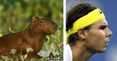 tastefullyoffensive:  See more at Capybaras That Look Like Rafael NadalPreviously: Celebrities Who Look Like Mattresses 