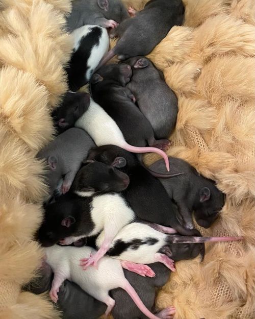 All of the babies napping together  #ratsofinstagram #ratsareawesome #rats #ratstagram #ratties #rat