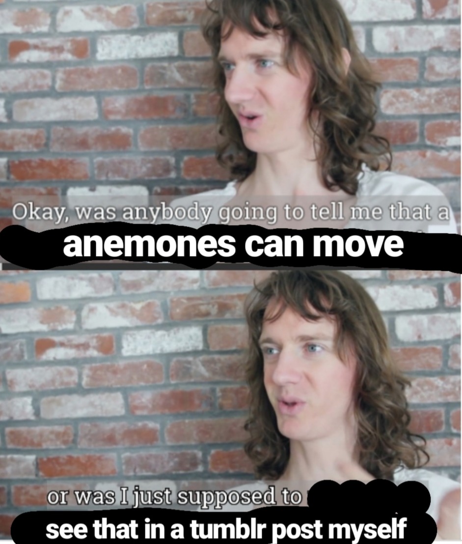 mens-rights-activia:vfevermillion:ham-of-war:buzz-buzz-bitch-its-bee:mens-rights-activia:Anemone runs from starfishAnemone song is NOT shitty, delete this 😡😡😡