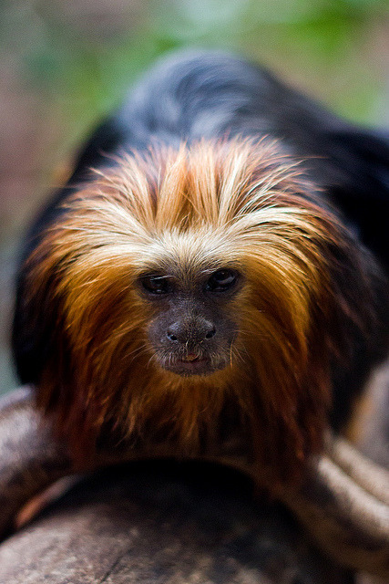 ayustar:  Golden-Headed Lion Tamarin at ZSL London Zoo by Sophie L. Miller on Flickr.