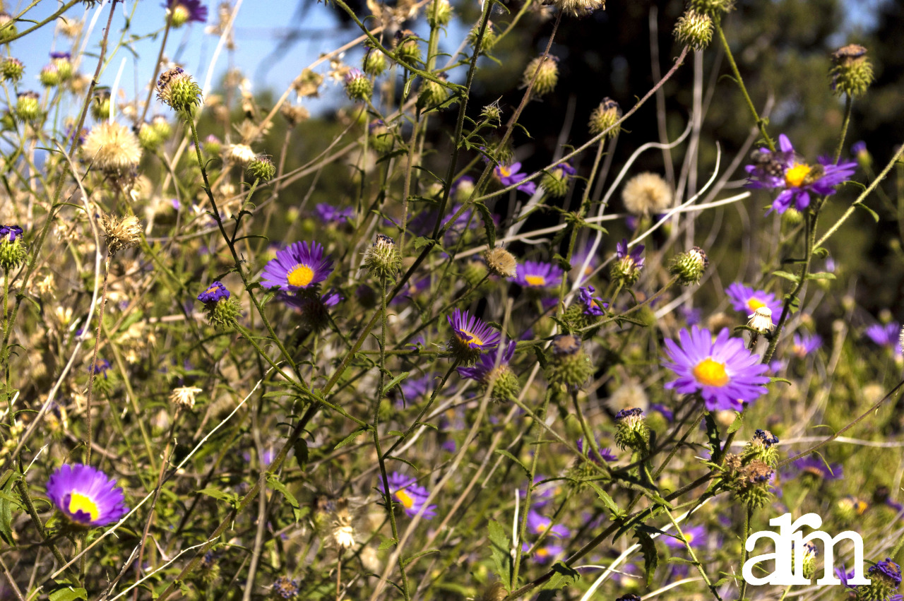 Fall Flowers in New Mexico
Finally processing some fall images from a trip to NM- makes me look forward to spring! I love the colors, I have a few others with close ups of insects that I’ll have to post as well.