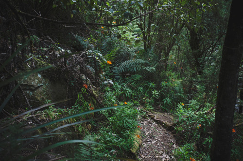 The Trail