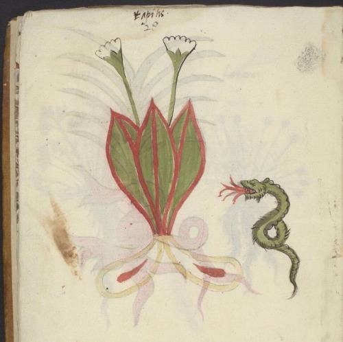 LJS 46 is a manuscript that contains very little text and many botanical illustrations, mainly consi