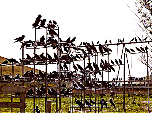 dailyshowbiz:THE BIRDS (1963) dir. Alfred Hitchcock