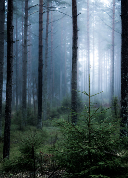 misty woods by magnus dovlind