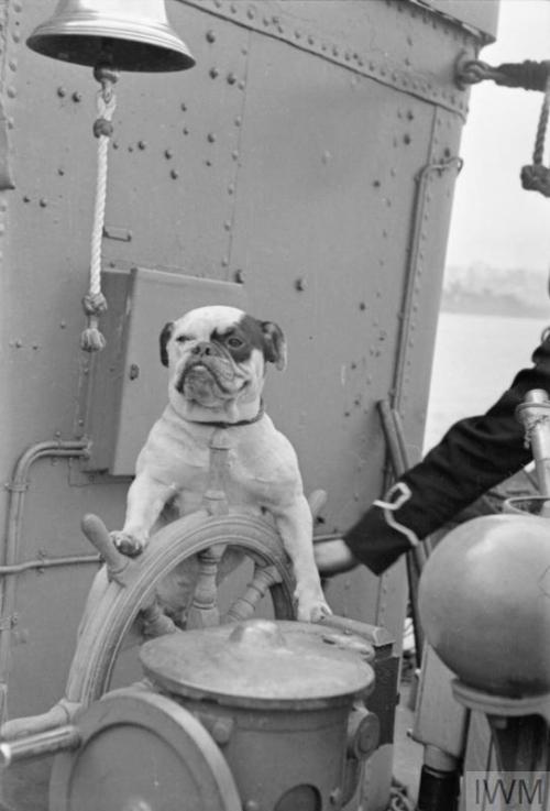 mostly-history:“Venus”, the bulldog mascot of the destroyer HMS Vansittart (1941).