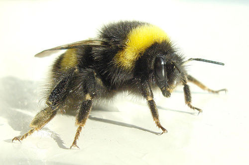 priest-of-rage:  bedquest:  dear fucking tumblr this is a fucking bumblebee  this is a fucking bee  this is a fucking hornet  this is a fucking wasp  as you can fucking see the longer their legs are and the less fuzzy they are is equivalent to how fucking