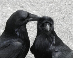 afreshlyfuckedme: Raven lov'n.