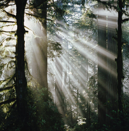 brutalgeneration:  the sweet parts of life, version three (by manyfires)