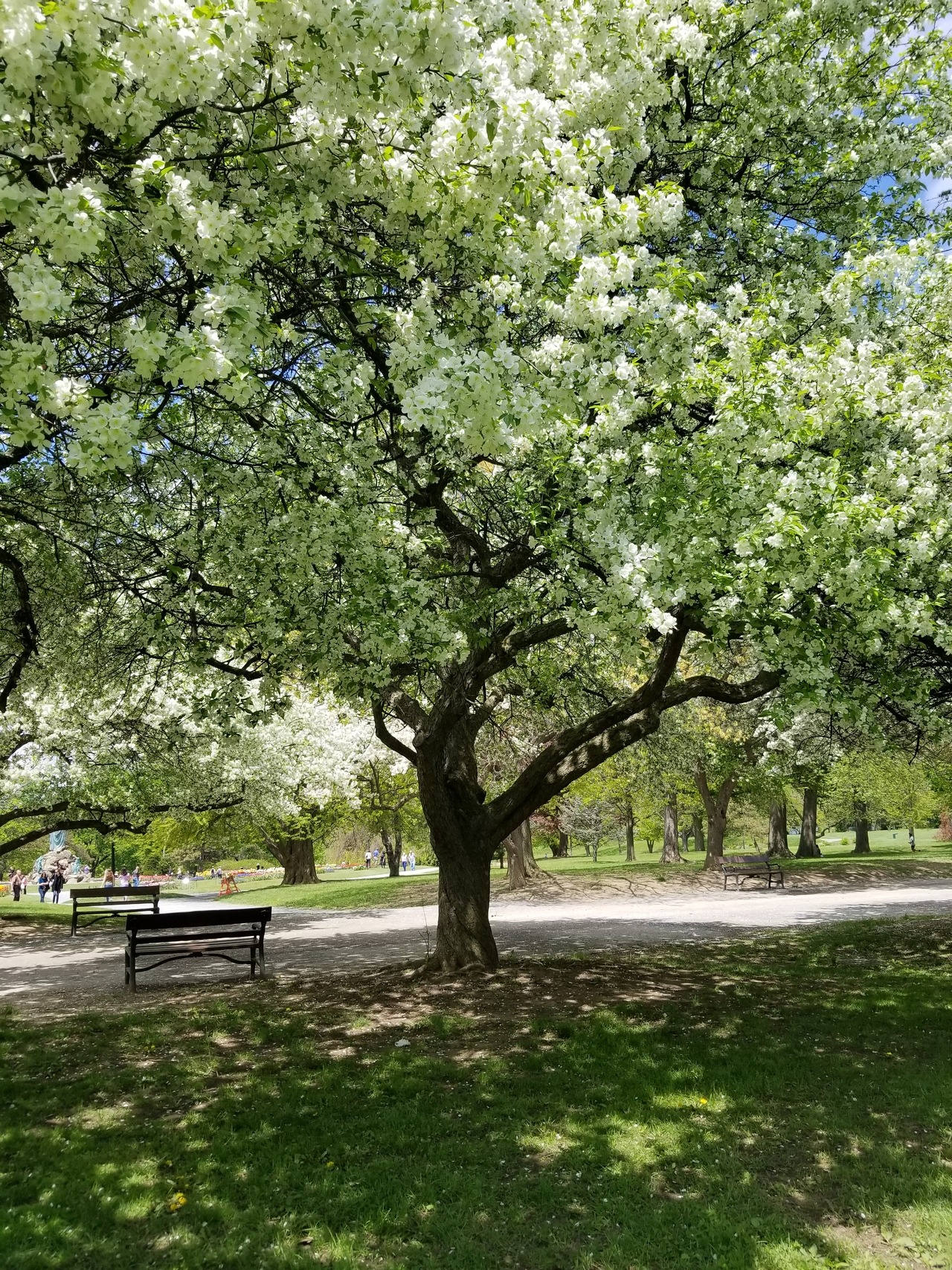 Beautiful day in the park with my love, @celticknot65 tip-toeing through the tulips!