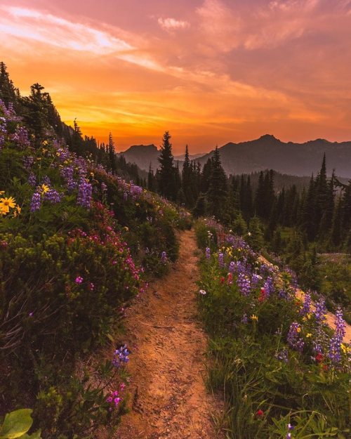 theadventurouslife4us - Mount Rainier National Park - ...